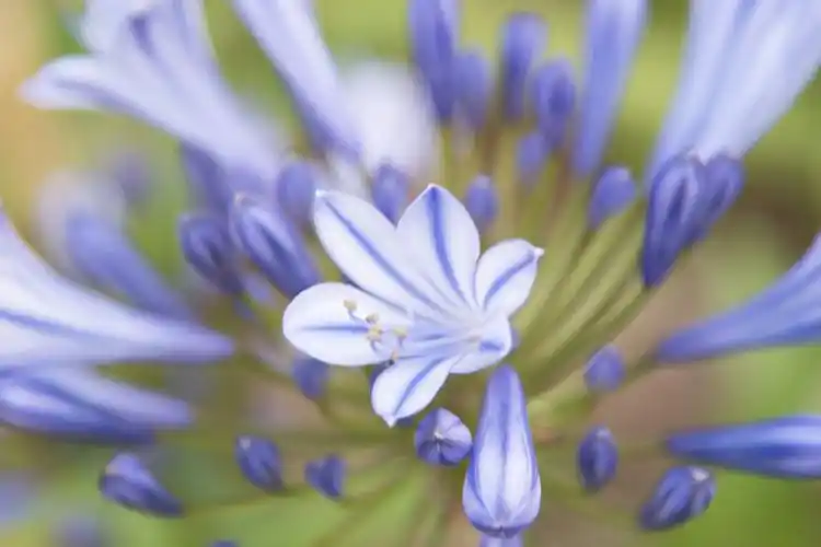 百子莲,在充分享受雨水的滋润后逐渐绽放,百子莲是石蒜科百子莲属植物