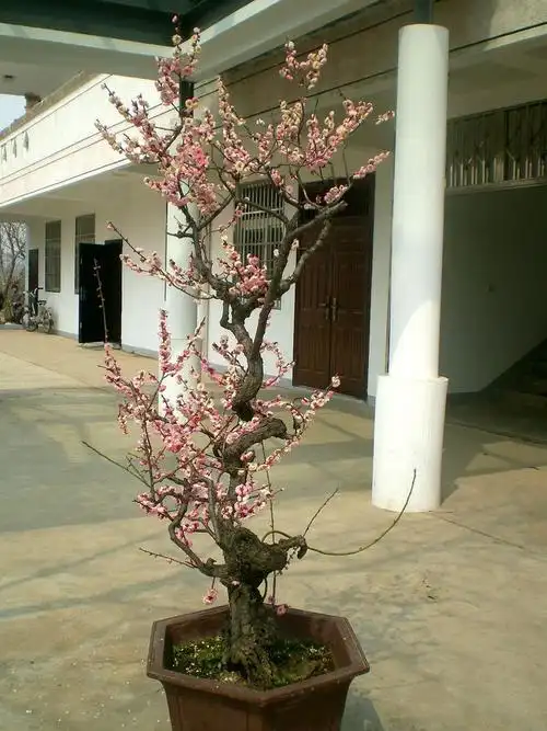 玉蝶龙游型 - 深涧幽草 - 764507627 的博客