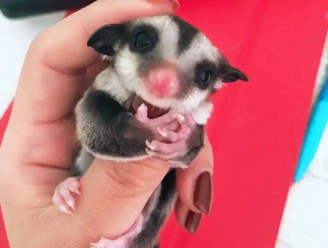 1023天前描述:自己繁殖网红蜜袋鼯,无论品相,毛色,都是一流品质,买