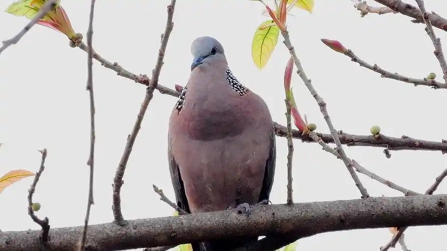 原生态野生鸟斑鸠叫声,土画眉叫声,真好听-动物视频-搜狐视频