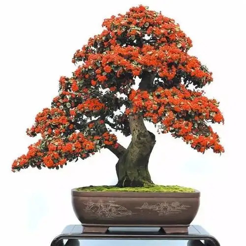 火棘盆景,造型好看,打理简单,带您了解一下