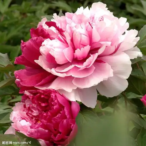 牡丹是我国特有的木本名贵花卉,素有"国色天香",&