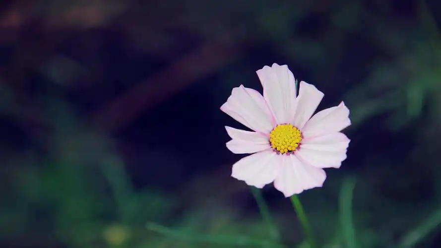 小清新绿色护眼花卉植物高清图片壁纸_植物壁纸_壁纸下载_美桌网