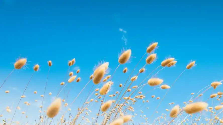 风景壁纸,绿色,护眼,高清,清新,森林,自然风光,壁纸,1920x1080