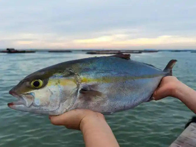 往后鱼生你的胃与大海之间隔着一条章红鱼