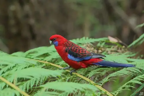 红玫瑰鹦鹉【祝贺老师佳作荣获首页精华】