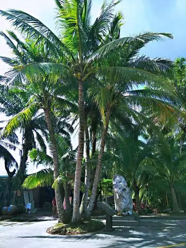 高大挺拔, 硕果累累的椰子树是"阿哥树",海南岛是椰子王国,无论哪个