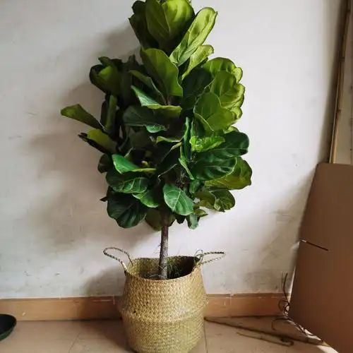 绿植盆栽琴叶榕盆栽棒棒糖大叶植物办公室客厅室内吸甲醛