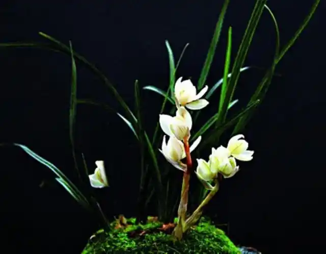 三种最名贵兰花(名贵稀有的兰花)(9)