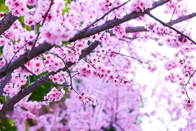 桃花图片_桃花图片大全_桃花图片下载