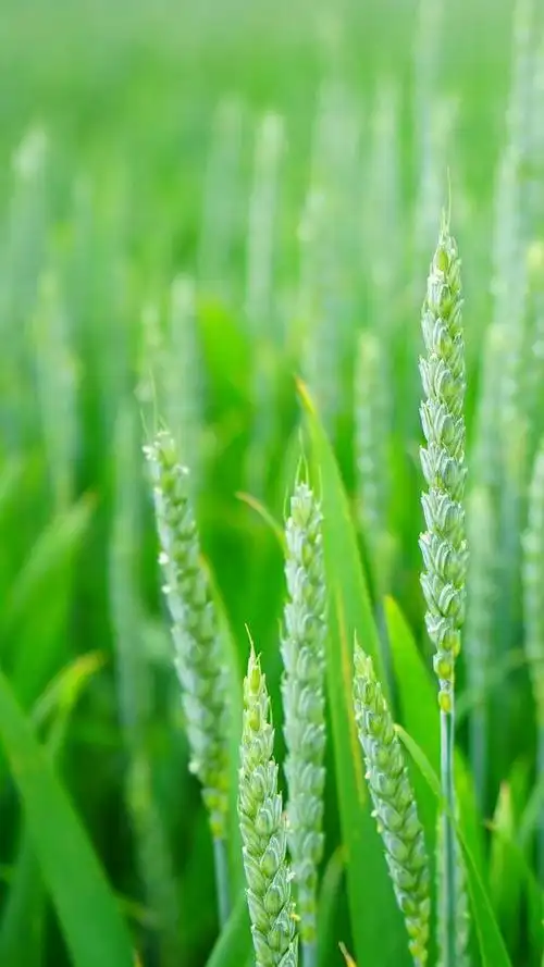 来一波"舒适养眼"的绿色养眼的壁纸,让你放松下吧～,绿色养眼的壁纸