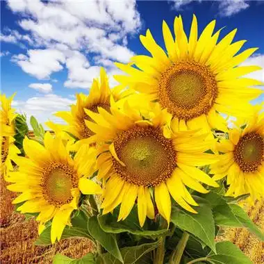 微信最吉利的好看头像向日葵 好看的微信头像向日葵图片-微信头像