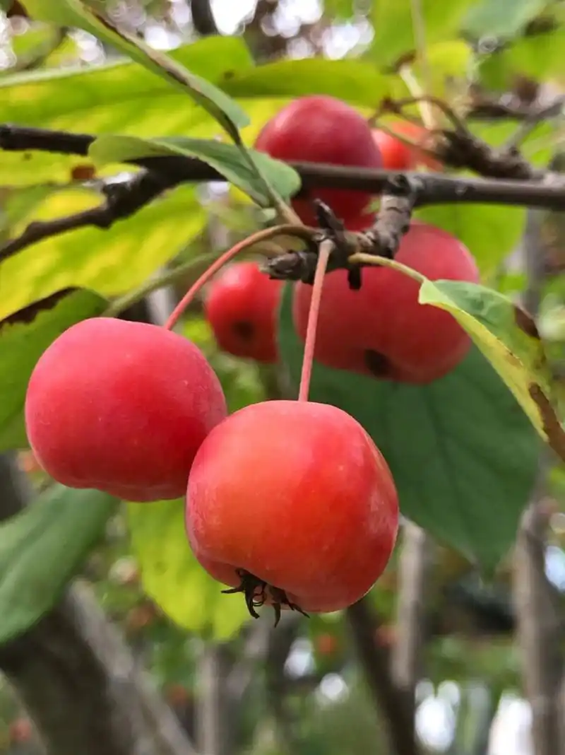 97 冬红果海棠是北美海棠的一种,属于蔷薇科苹果