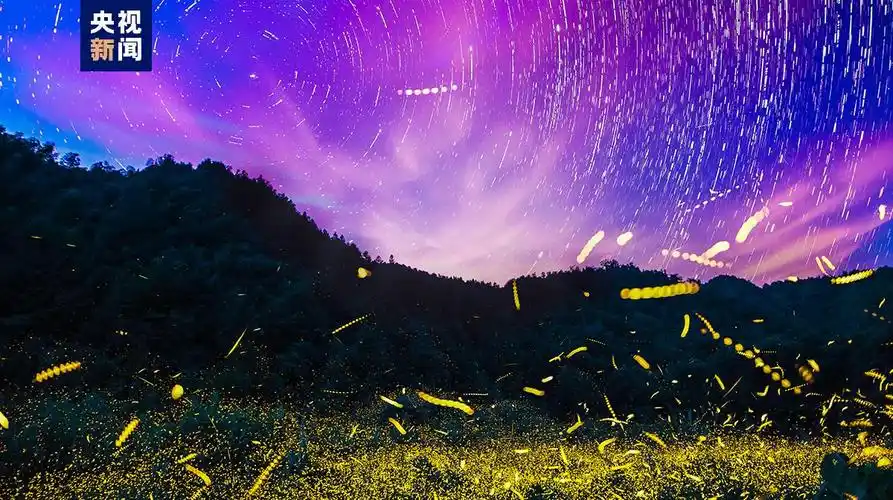 萤火虫为何能发光如何控制发光未解之谜揭开