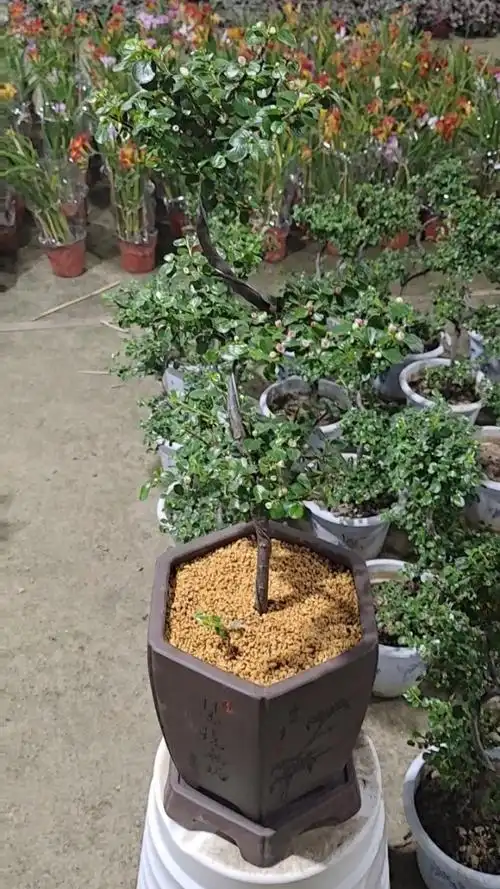 心动的感觉～珍珠梅