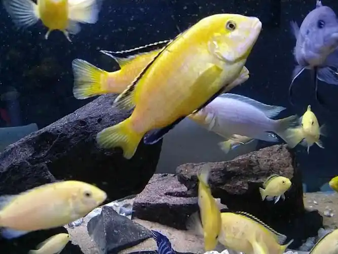 沈阳出非洲王子,自家繁殖,自然含卵孵化,_沈阳花鸟鱼虫-分类265网