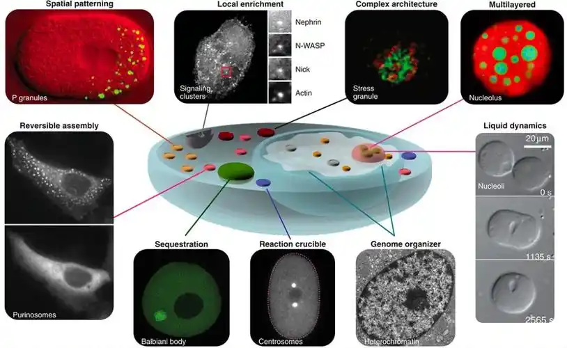 概念炒作还是开创性发现?来聊聊"相分离"