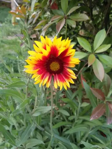 这株野生的向日葵,一个人也可以是那么的怡然自得