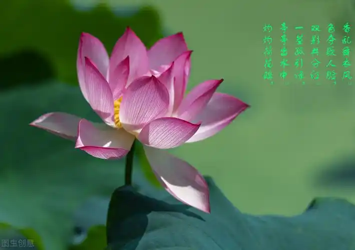 心灵禅语随缘不是得过且过因循苟且而是尽人事听天命