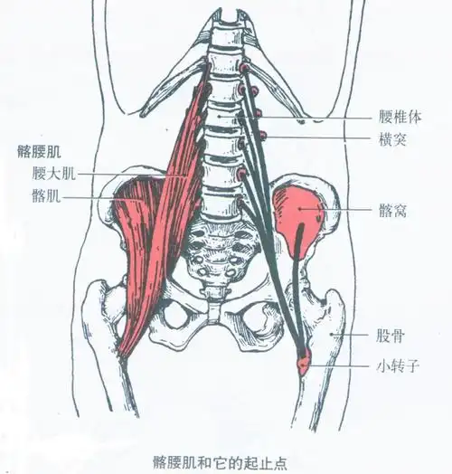 2,髂腰肌(iliopsoas)