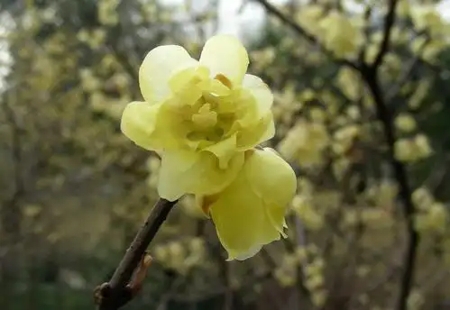 腊梅图片(腊梅叶子图片)