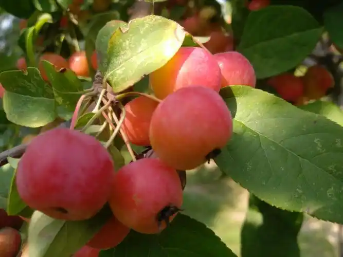 花果皆美的西府海棠