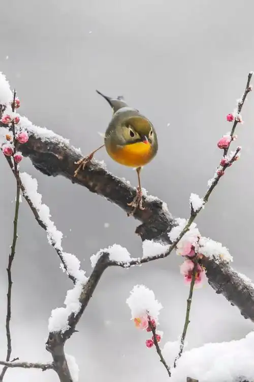 湖北南漳枝头鸟儿忙风雪梅花香