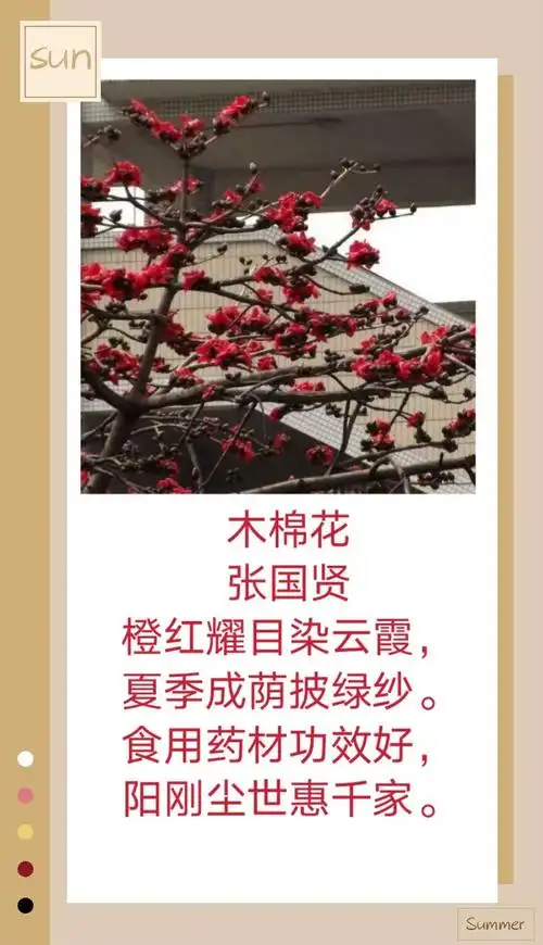 《木棉花》
