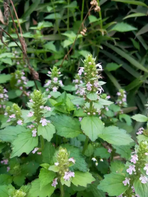 江西上犹南湖国家湿地公园筋骨草