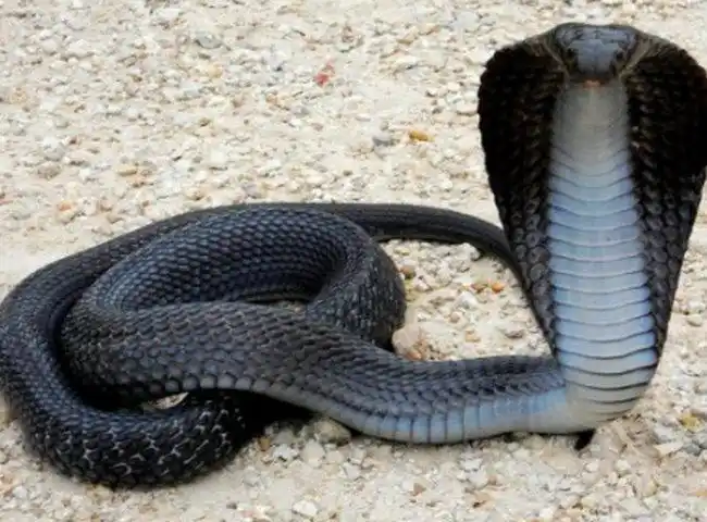 世界之最 自然之最 地球十大恐怖生物 看到它们记得远离听名字就觉得