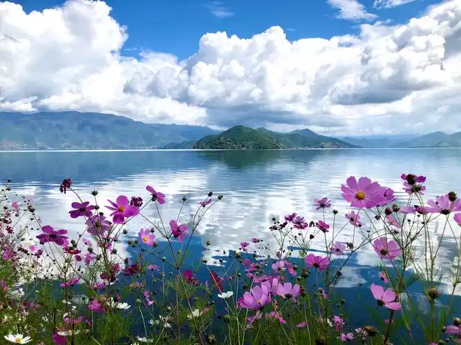 湖边的格桑花在阳光下肆无忌惮的绽放