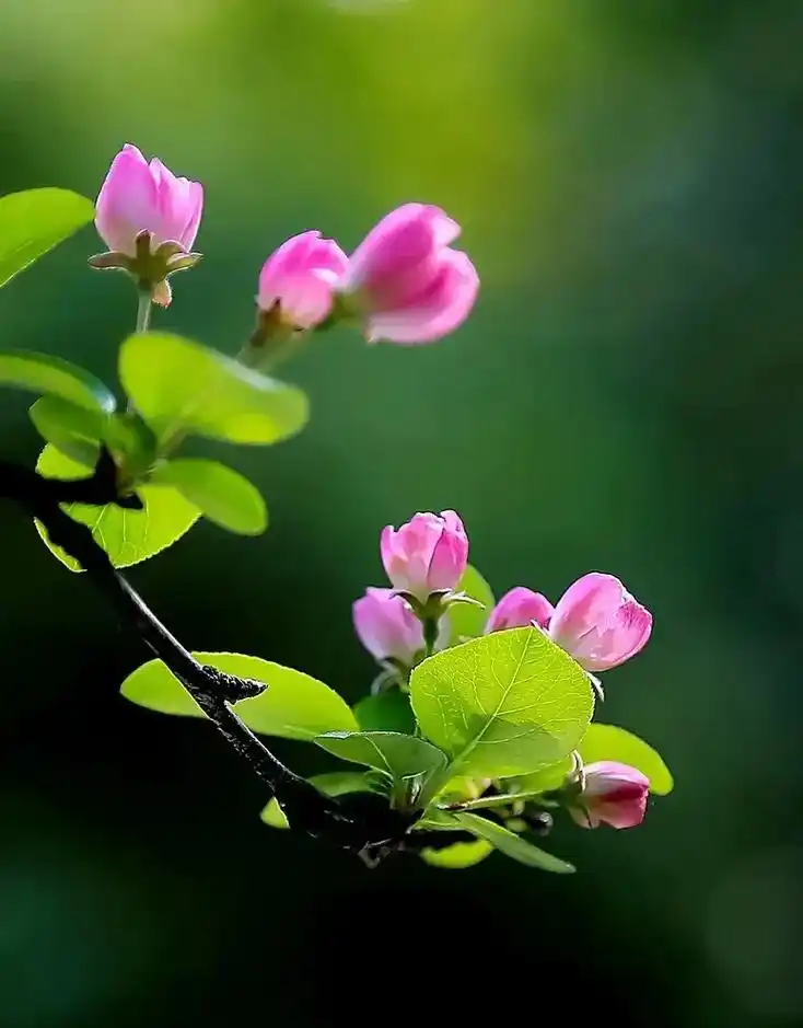 清新淡雅,馥郁芬芳.摄影是一门视觉艺术, - 抖音
