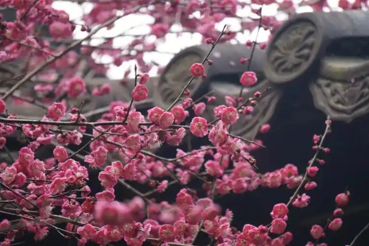 钱王祠团宠梅花
