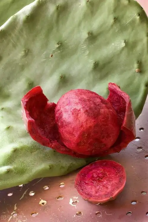 什么品种的仙人掌能长成仙人树