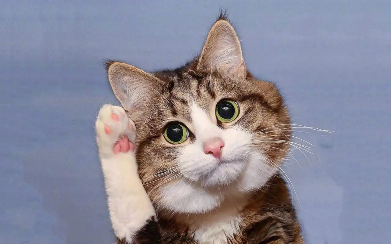 可爱猫咪搞笑表情,动物-回车桌面