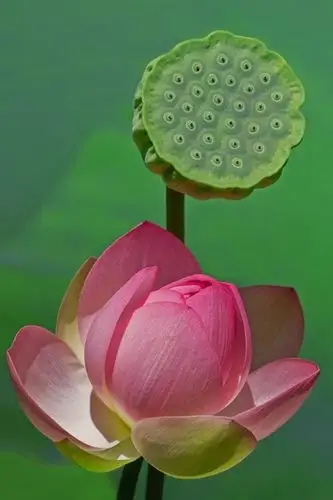 花- 堆糖,美图壁纸兴趣社区