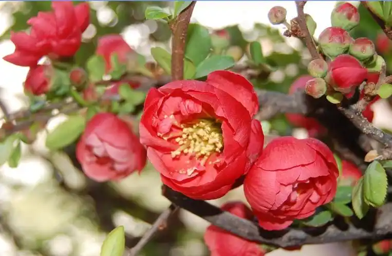 红色海棠花 摄影 于搏