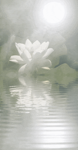 416_800竖版 竖屏gif 动态图 动图