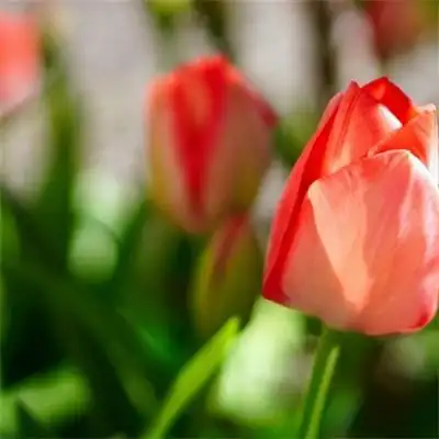 适合做头像的花束唯美头像 2022最招财清新淡雅的微信头像