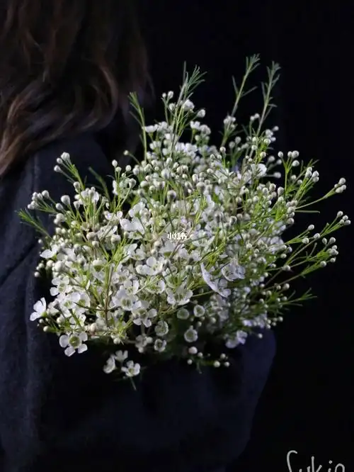 摄影61白色腊梅花