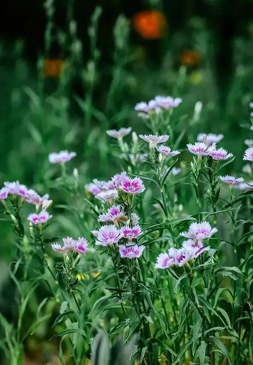 花卉世界中,野花是一道不可忽略的美丽风景线.