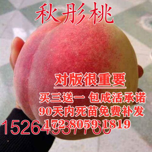 新品桃树苗秋彤桃树苗 离核全红不套袋果大丰产甜 品种保纯桃苗