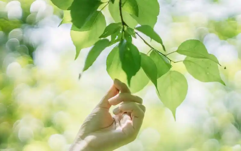 小清新静物摄影高清电脑桌面壁纸