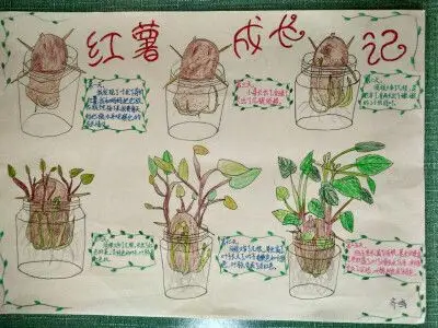 红薯成长记