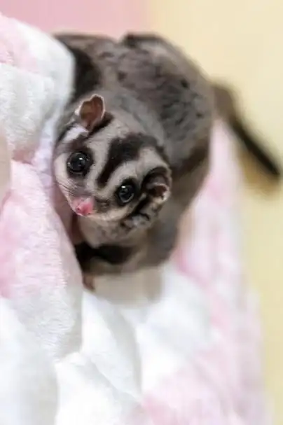 乘客带宠物蜜袋鼯上飞机被行拘 专家解析:属扰乱行为,还应承担民事