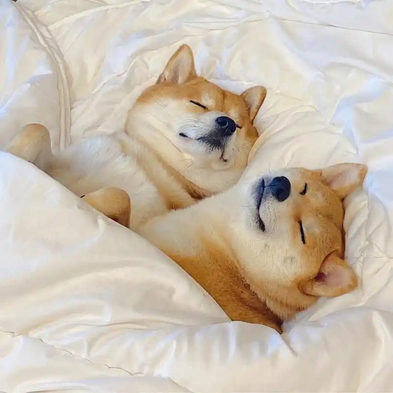 2021最新微信头像|背景图 可爱的柴犬又来啦,这次是来了两只哟 哈哈哈