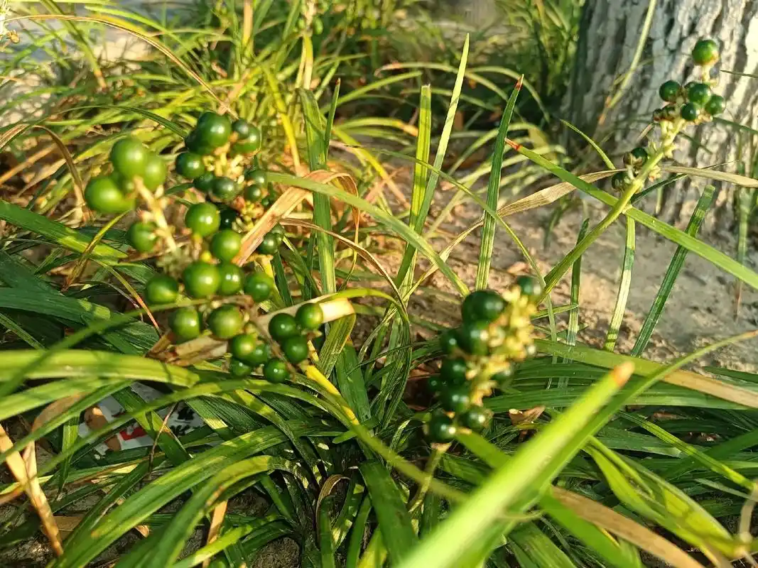 山麦冬草结的果实晶莹剔透,翠绿无暇,甚是美丽 - 抖音