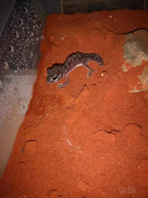 养了几条小壁虎