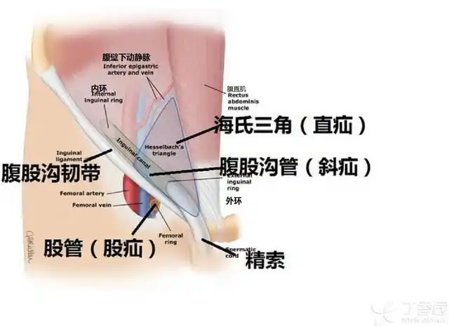 稍内侧处发自髂外动脉,在腹股沟管深环内侧的腹膜外组织内斜向上内,穿