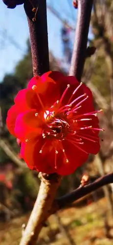 在蓝天白云下,梅花开得正盛,远远的就能闻到一股细细的清香,直进入